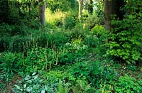Browns Hill Gloucestershire woodland shade garden with groundcover plants Brunnera Pulmonaria Tiarella Tellima grandiflora Beech