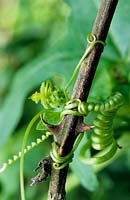 twining tendrils of climbing white Bryony Bryonia dioica