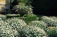Sudeley Castle Gloucestershire the White Garden with Marguerites and silver Helichrysum in urn boxwood hedges