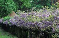 private garden Surrey Wisteria sinensis growing along picket fence