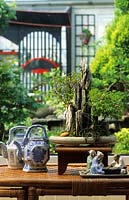 private garden Wolverhampton bonsai Cotoneaster