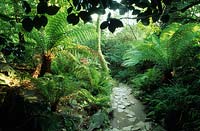 Lost Gardens of Heligan Cornwall the Ravine Garden with tree ferns Dicksonia antarctica shade woodland path