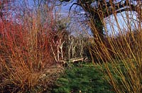 Sticky Wicket Dorset Sculptural bench made from naturally shaped wood surrounded by coloured stemed willows Salix Vitellina and