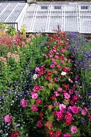 Lost Garden of Heligan Cornwall cutting garden borders with colourful annuals and glasshouse