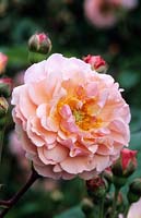 hybrid musk Rose Rosa Cornelia