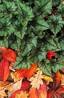 Cyclamen hederifolium leaves autumn