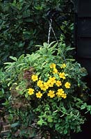 edible crops in hanging basket herbs flowers vegetables variegated sage Tomato Tumbler French marigold lettuce garden plant comb