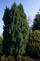 Juniper Juniperus chinensis Obelisk