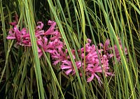 Nerine bowdenii growing in pampass grass leaves