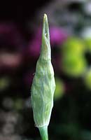 Nectaroscordum siculum still wrapped in bud sheath