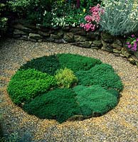 Chelsea FS 2000 design Godstone garden club thyme wheel circle in gravel garden