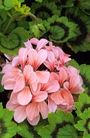 zonal Pelargonium Pink Harry Hieover