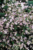 Clematis heracleifolia Mrs Robert Brydon