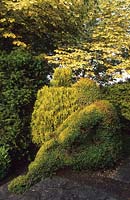 Tilford Cottage Surrey Lonicera nitida topiary figure Yew hedge Acer drummondii