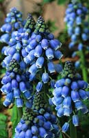 grape hyacinth Muscari armeniacum