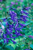 Salvia guaranitica Black and Blue syn S concolor
