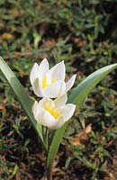 species tulip Tulipa biflora