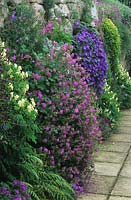 RHS Wisley Surrey north facing stone wall with Geranium x cantabrigense and Corydalis growing from crevices