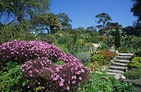 Tresco Abbey gardens Isles of Scilly Geranium maderense in sunken exotic garden
