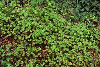 herb robert Geranium robertianum