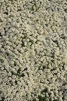 Lobularia maritima Carpet of Snow syn Alyssum