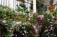 private garden Cordoba Spain Mediterranean balcony garden with trailing pelargoniums