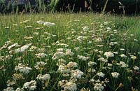 Sticky Wicket Dorset summer wildflower meadow with corky fruited water dropwort garden plant combination