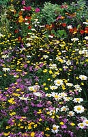 wild flowers and cottage garden flowery mead plants summer may garden plant combination