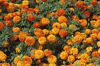 French Marigold Tagetes Seven Star Red