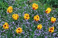 Tulipa 'Keizerskroon' with forget me nots in Spring bedding border