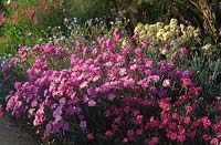 old fashioned border pinks Dianthus