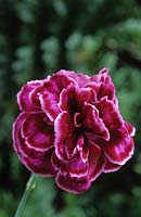 old fashioned pink Dianthus Laced Monarch