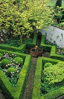 private garden Maarsen Holland Small walled garden in Spring with cross paths boxwood hedges small tree and Tulipa Ballade