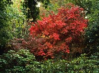Maple Acer japonicum Acontifolium in autumn