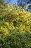Japanese Maple Acer palmatum Linearlobum