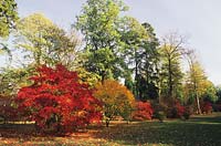 Westonbirt Arboretum the Acer glade Japanese Maple Acer palmatum