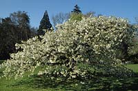 RHS Wisley Surrey flowering cherry tree Prunus serrulata Shirotae