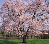 RHS Wisley Surrey flowering cherry tree Prunus avium Plena