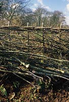 traditional laid hedge Surrey