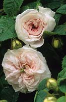 alba rose Rosa Felicite Parmentier