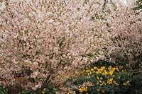 flowering cherry tree Prunus incisa February Pink underplanted with daffodils