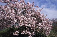 flowering cherry tree Prunus serrulata Taoyame