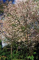flowering cherry tree Prunus serrulata Autumn Glory