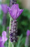 French Spanish Lavender Lavandula stoechas Willow Vale