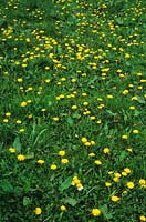dandelions and other wild flower in lawn