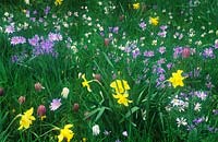 private garden Surrey Spring garden meadow with Narcissus Anemone blanda and Fritillaria meleagris April