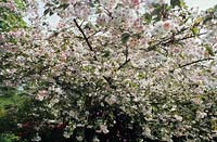 flowering cherry tree Prunus Shirofugen