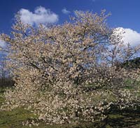 RHS Wisley Surrey flowering cherry tree Prunus subhirtella