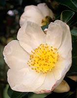 Camellia sasanqua Narumi Gata