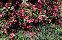 Camellia x williamsii John Pickthorn Pulmonaria angustifolia underplanting